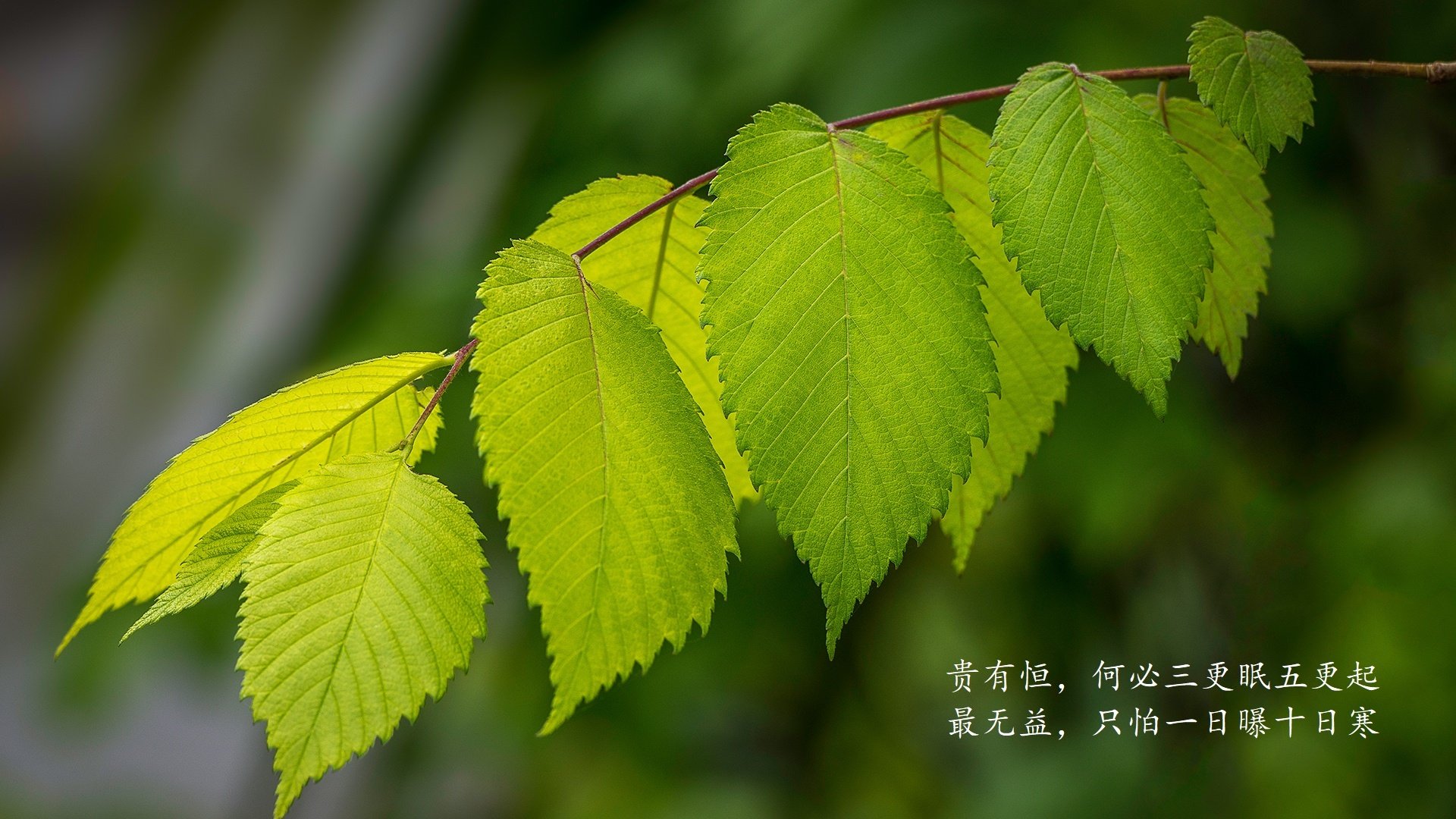 九游下载中心-法兰克福豪取胜利，继续领先积分榜，法兰克福俱乐部