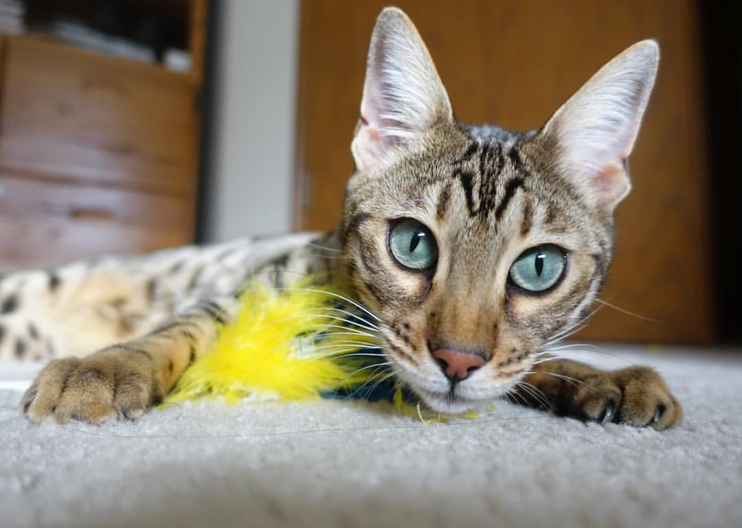 九游下载安装-国家男篮强调临场执行力减少失误率,国家男篮强调临场执行力减少失误率的措施