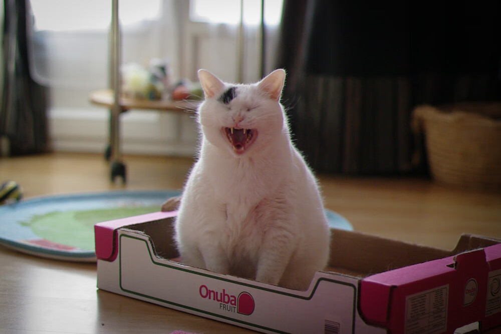 九游app下载中心-水球比赛韩国防守反击有序,2020水球比赛