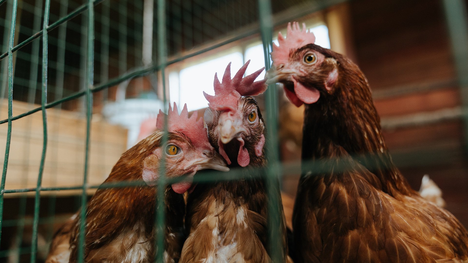 Jiu You-澳大利亚队稳步提升成绩赢得掌声,澳大利亚队战绩